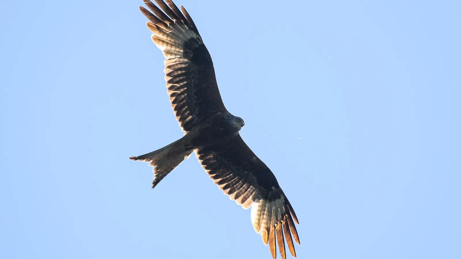 Greifvögel sind in Deutschland streng geschützt. (Symbolbild) (Foto: Klaus-Dietmar Gabbert/dpa)