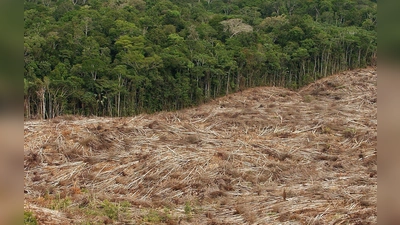 Abholzung des Regenwalds im Amazonasgebiet in Brasilien. (Foto: Marcelo Sayao/epa efe/dpa)