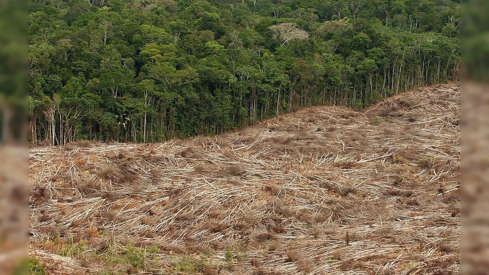 Abholzung des Regenwalds im Amazonasgebiet in Brasilien. (Foto: Marcelo Sayao/epa efe/dpa)