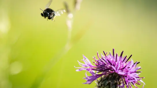 Eine Wildbiene fliegt bei Sonnenschein an einer Blüte vorbei. (Foto: Frank Rumpenhorst/dpa/Symbolbild)