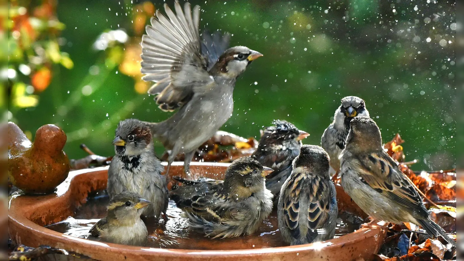 Haussperlinge baden in einer Vogeltränke. (Foto: Waltraud Grubitzsch/dpa)