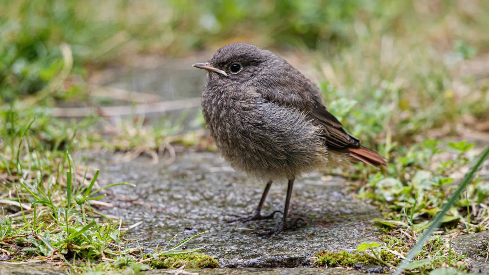 Ein junger Hausrotschwanz sitzt alleine auf der Wiese. Vogelschützer raten hier zur Vorsicht. Meist ist die Mutter nicht weit. (Foto: Andreas Hartl/LBV Bildarchiv)