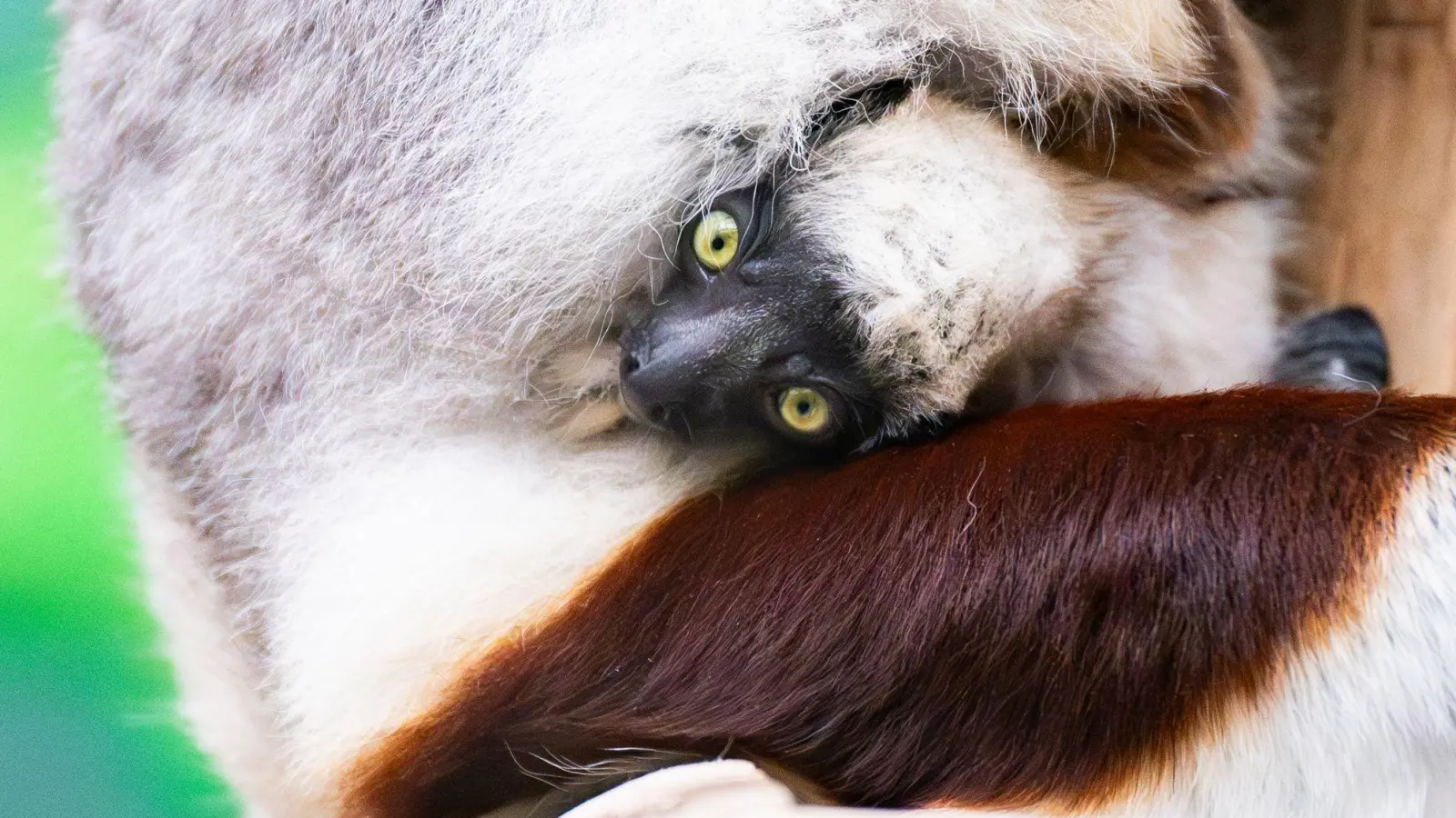 Seltene Geburt im Kölner Zoo: Erstes Coquerel-Sifaka-Baby Europas (Foto: Benjamin Westhoff/dpa)
