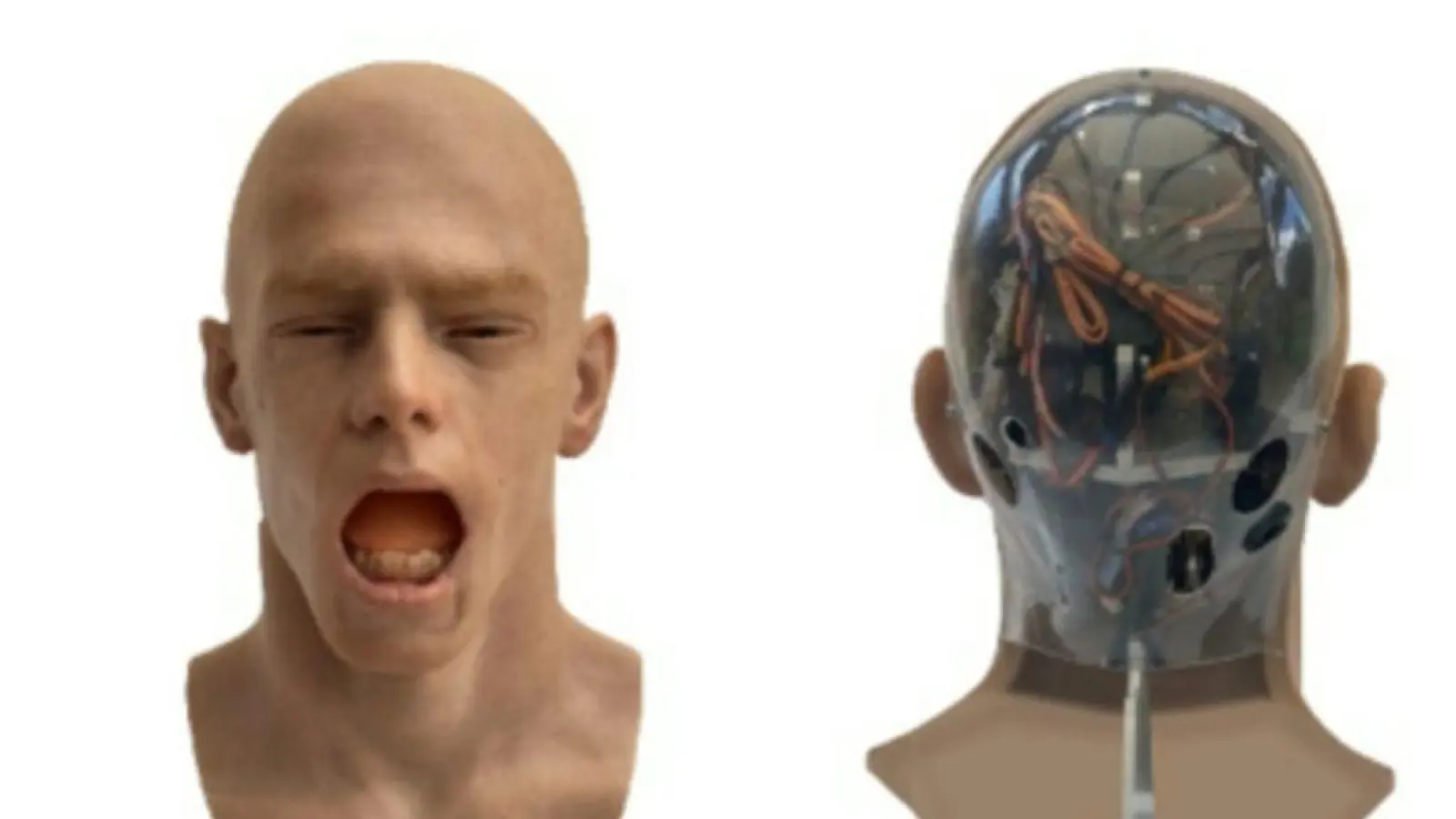 Gähnen ist ansteckend - selbst wenn ein Roboterkopf der Auslöser ist. (Handout) (Foto: --/Aline Sardin-Damasso & Mona./dpa)