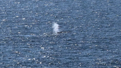 Vor Anholt wurde ein toter Wal gefunden. (Archivbild) (Foto: Sebastian Peters/NEWS5/dpa)