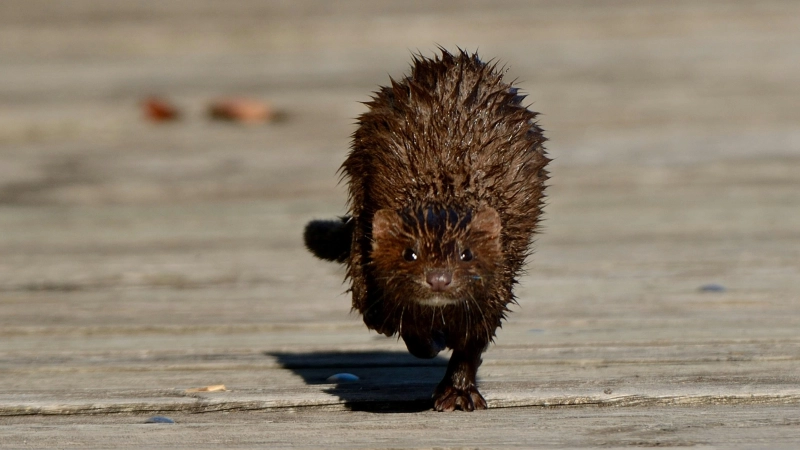 Minks wurden nach Europa importiert, um Pelze zu gewinnen. Auch im Landkreis Ansbach sind jetzt Tiere unterwegs. (Foto: Unsplash/Alex Makarow)