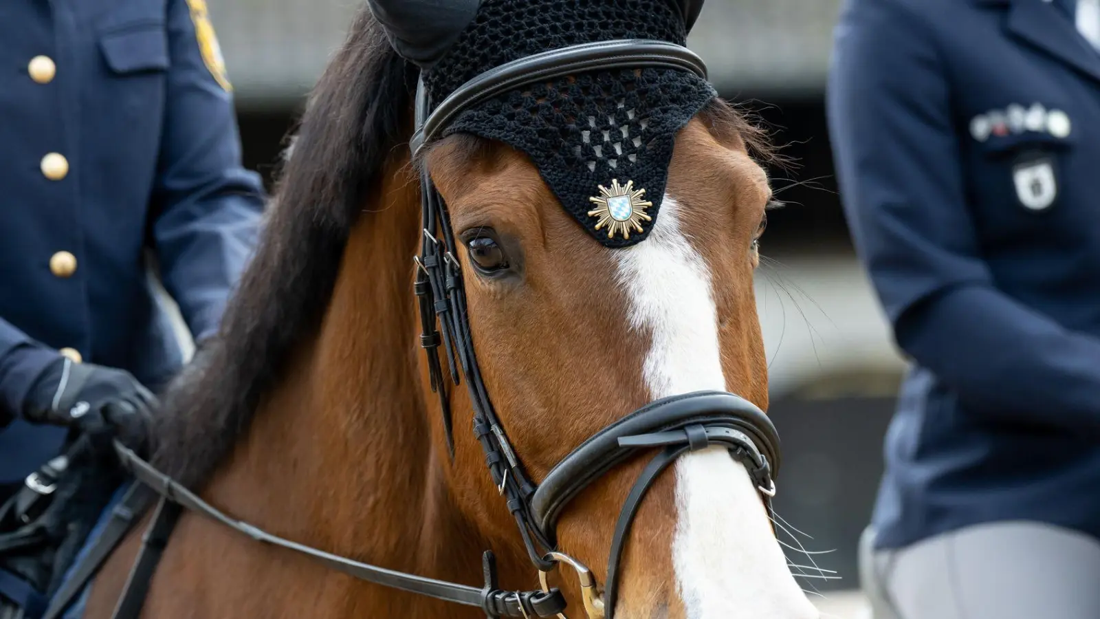 Das Dienstpferd konnte schnell wieder eingefangen werden. (Symbolbild) (Foto: Sven Hoppe/dpa)