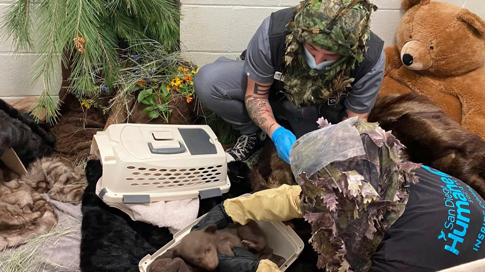 Mit Hilfsmitteln bemühen sich Pfleger um eine möglichst natürliche Umgebung für den Bärennachwuchs. (Foto: -/San Diego Humane Society/AP/dpa)