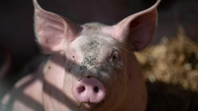 Die Polizei konnte die tierischen Ausreißer wohlbehalten ihrem Besitzer übergeben. (Symbolbild) (Foto: Marijan Murat/dpa)