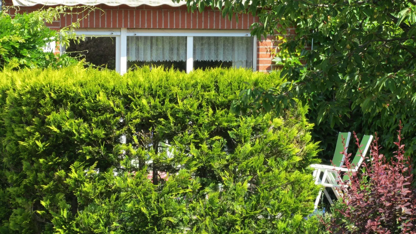 Grüner Sichtschutz: Will ein Eigentümer seine Hecke entfernen, muss er dafür nicht den Nachbarn um Erlaubnis fragen. (Foto: Andrea Warnecke/dpa-tmn)