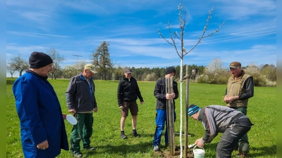 Den Teilnehmenden des Jungbaumpflegekurses wurde gezeigt, wie sie einen Weißanstrich korrekt durchführen. (Foto: Landratsamt Ansbach/Maria Enzner)