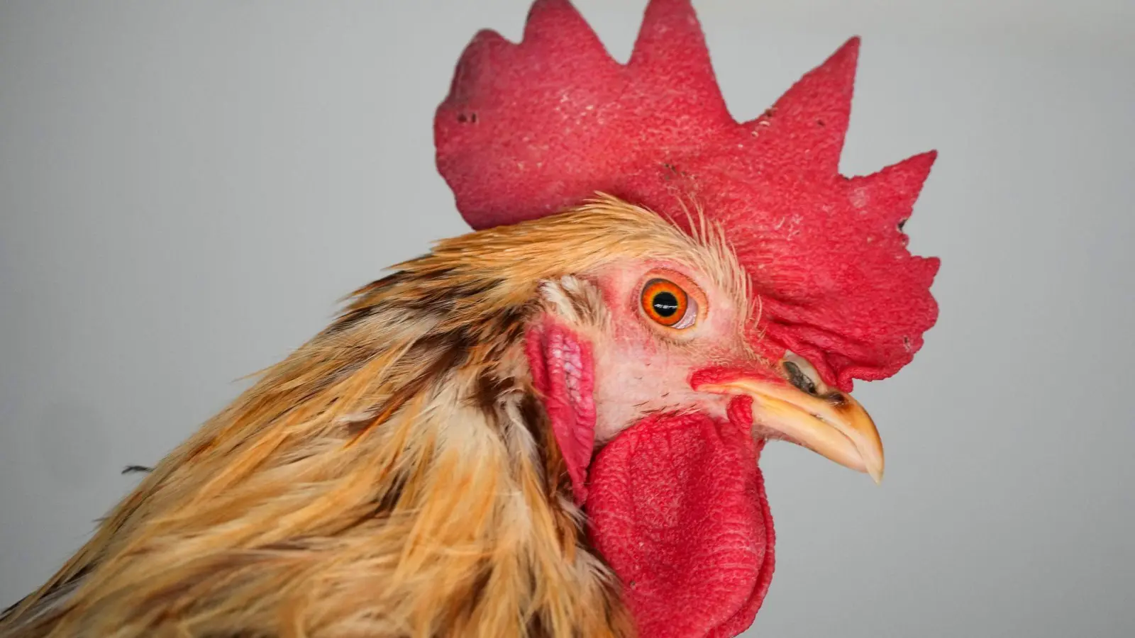 Zum Solinger Hahneköppen wurde ein Vergleich geschlossen - hier ein Hahn der Rasse Lohmann Brown. (Archivbild) (Foto: Soeren Stache/dpa)