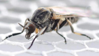 In Deutschland wurden bisher 57 Kriebelmücken-Arten entdeckt. (Foto: Dorian D. Doerge/Senckenberg Biodiversität und Klima Forschungszentrum/dpa)
