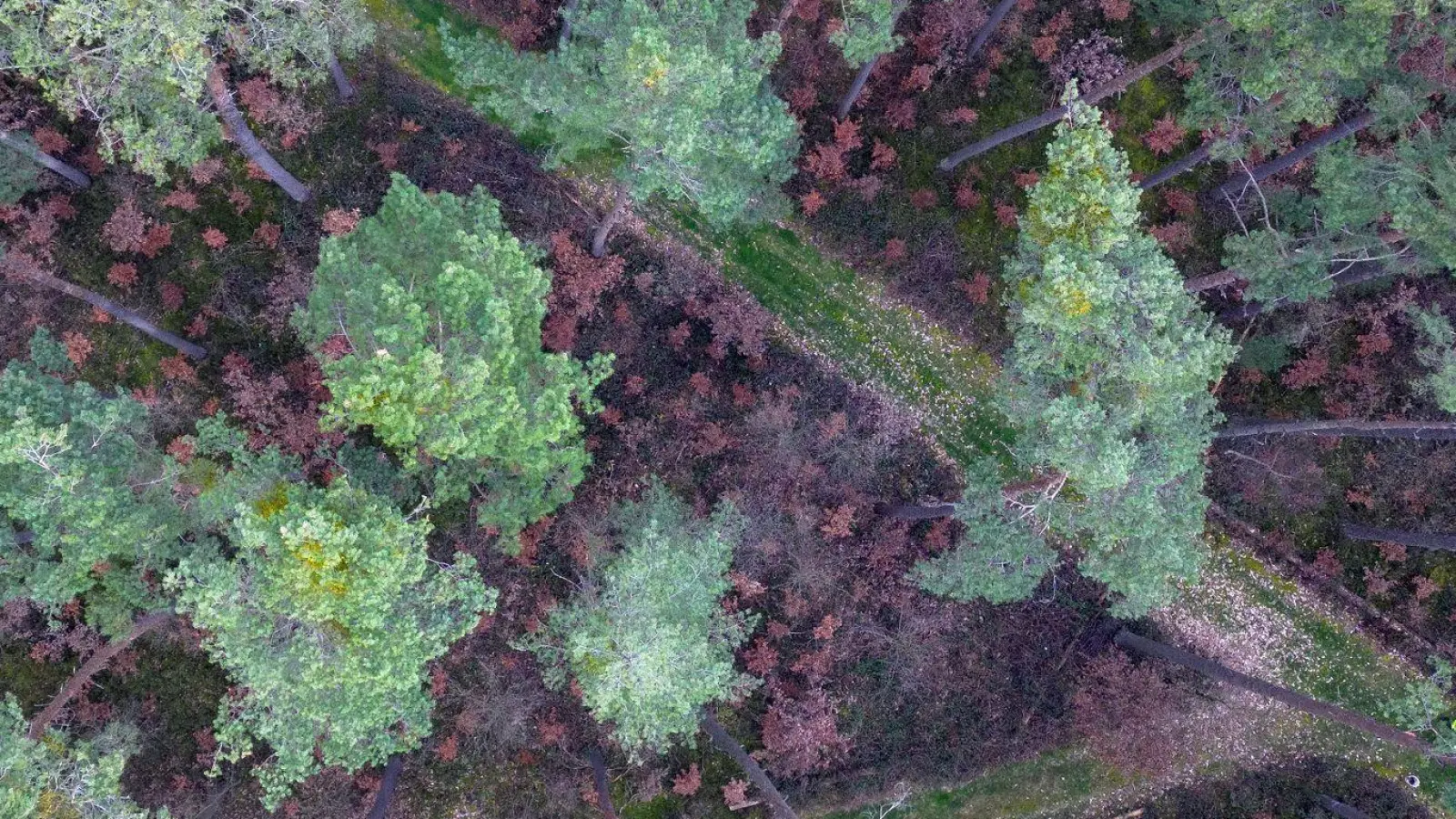 Viele vor wenigen Jahren gepflanzte Buchen stehen mit braunen Blättern in Bodennähe in einem über die nächsten zwei Jahrzehnte absterbenden Kiefernwald. (Foto: Daniel Löb/dpa)