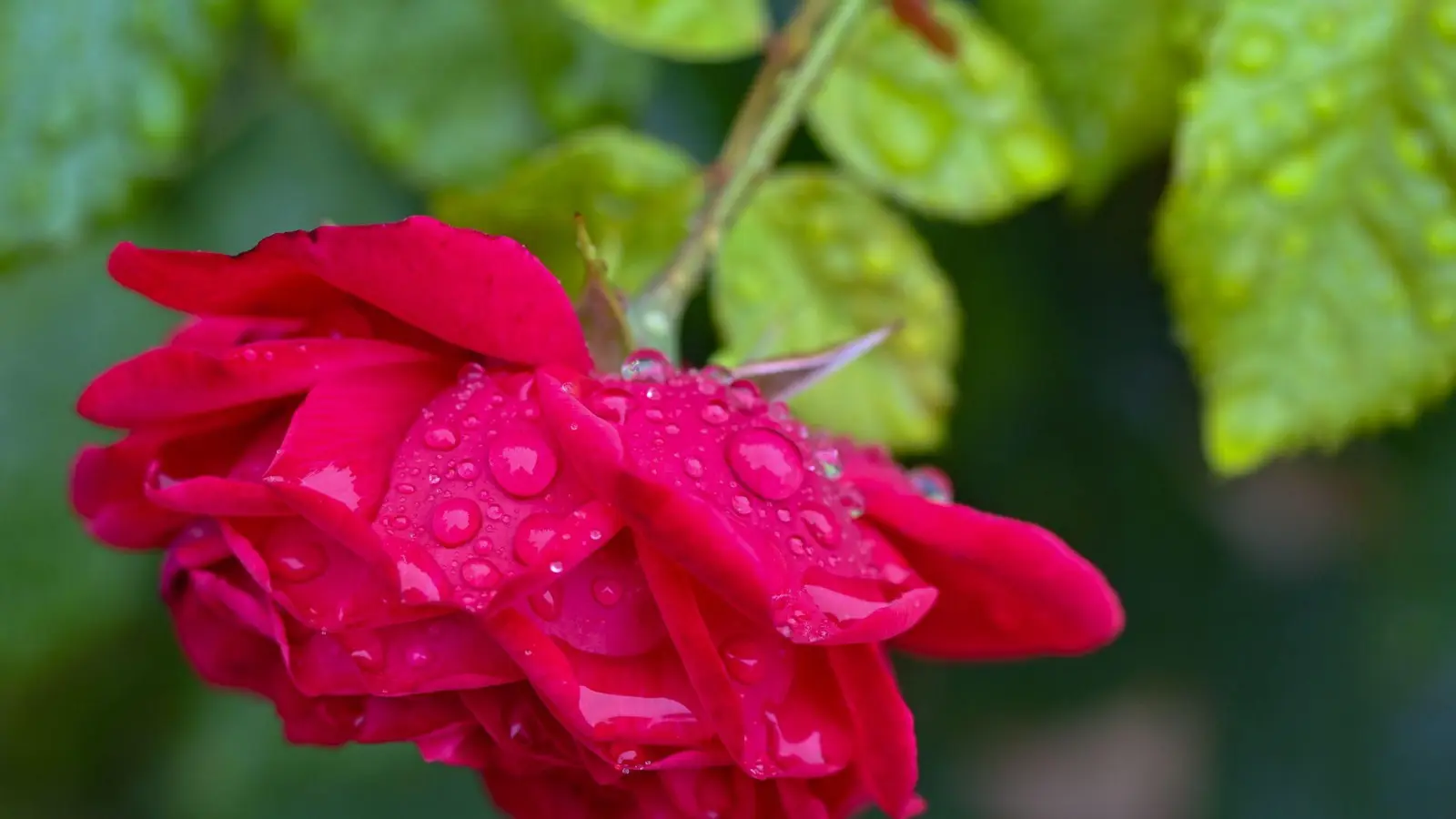 Regentropfen auf den Blütenblättern einer Rose in Brandenburg. (Foto: Patrick Pleul/dpa)
