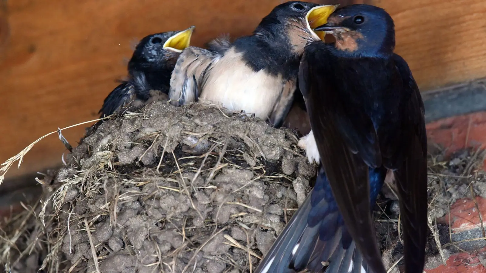 Lehmnester unter dem Dachvorsprung: Schwalben nutzen geschützte Plätze an Gebäuden für ihren Nachwuchs. (Foto: Rainer Jensen/dpa/dpa-tmn)