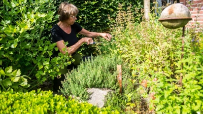 Internationale Kräuter sorgen für Abwechslung im Garten - und in der Küche. (Foto: Benjamin Nolte/dpa-tmn)