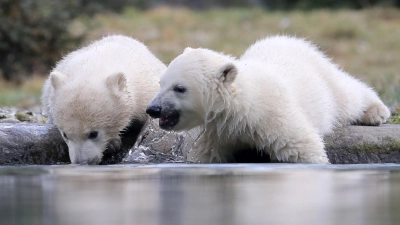 Nach ihrer Taufe zeigen sich die im November geborenen Eisbär-Zwillinge Kaja und Skadi zum ersten Mal den Zoobesuchern. (Foto: Bernd Wüstneck/dpa-Zentralbild/dpa)