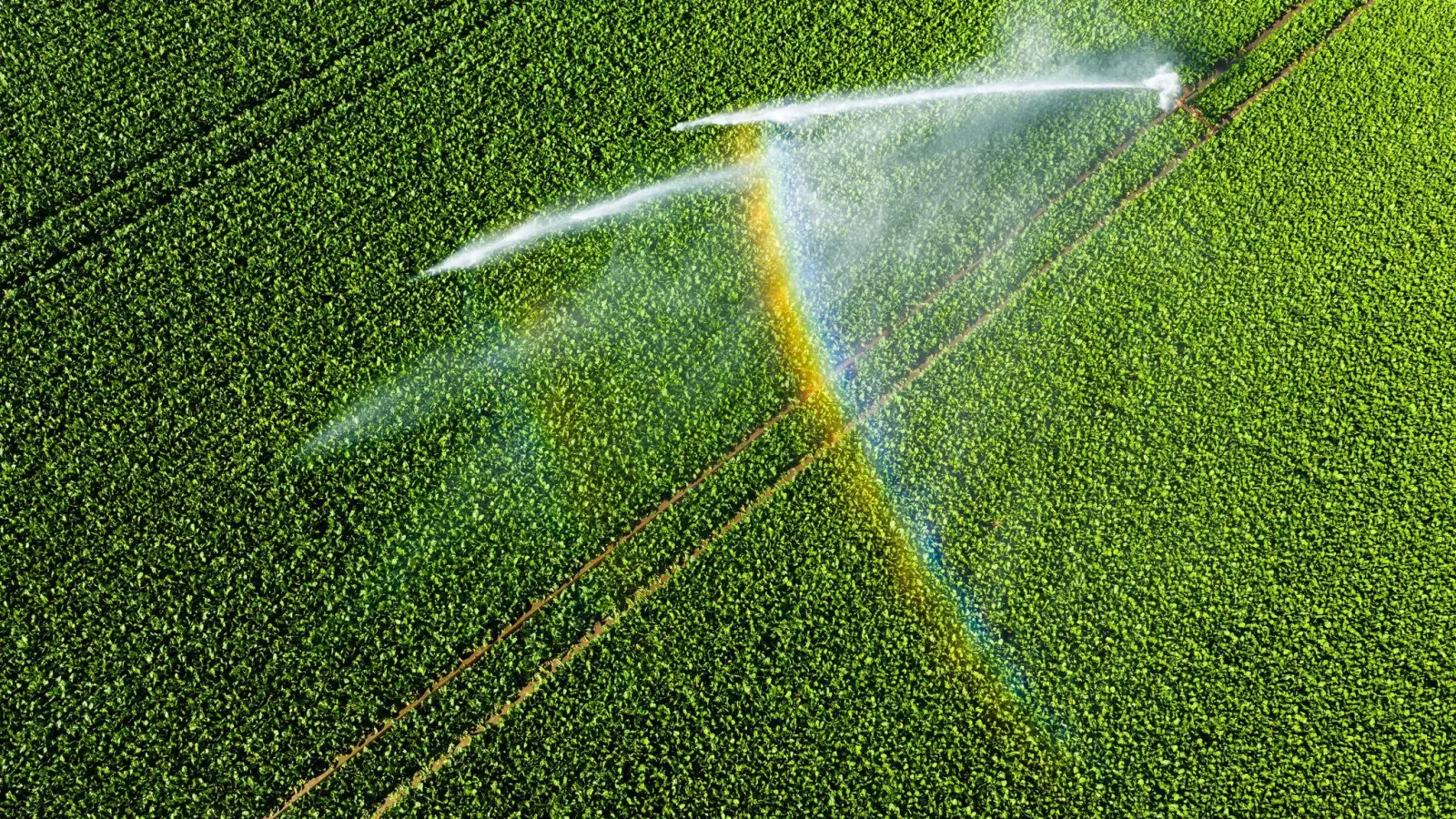 Nicht einmal fünf Prozent der landwirtschaftlichen Fläche kann bewässert werden.  (Foto: Julian Stratenschulte/dpa)