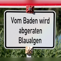 In einem Weiher in Oberfranken gibt es Hinweise auf giftige Blaualgen. (Symbolbild) (Foto: Julian Stratenschulte/dpa)
