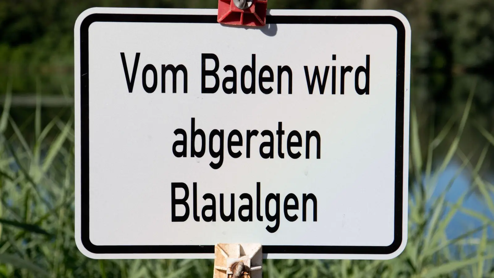 In einem Weiher in Oberfranken gibt es Hinweise auf giftige Blaualgen. (Symbolbild) (Foto: Julian Stratenschulte/dpa)