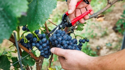 Bauernpräsident Joachim Rukwied sagt, der Weinbau sei in der größten Krise seit Jahrzehnten.(Archivbild) (Foto: Lando Hass/dpa)