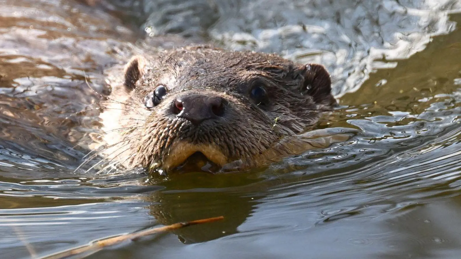 Der Fischotter ist in Deutschland streng geschützt. (Symbolbild) (Foto: Bernd Weißbrod/dpa)