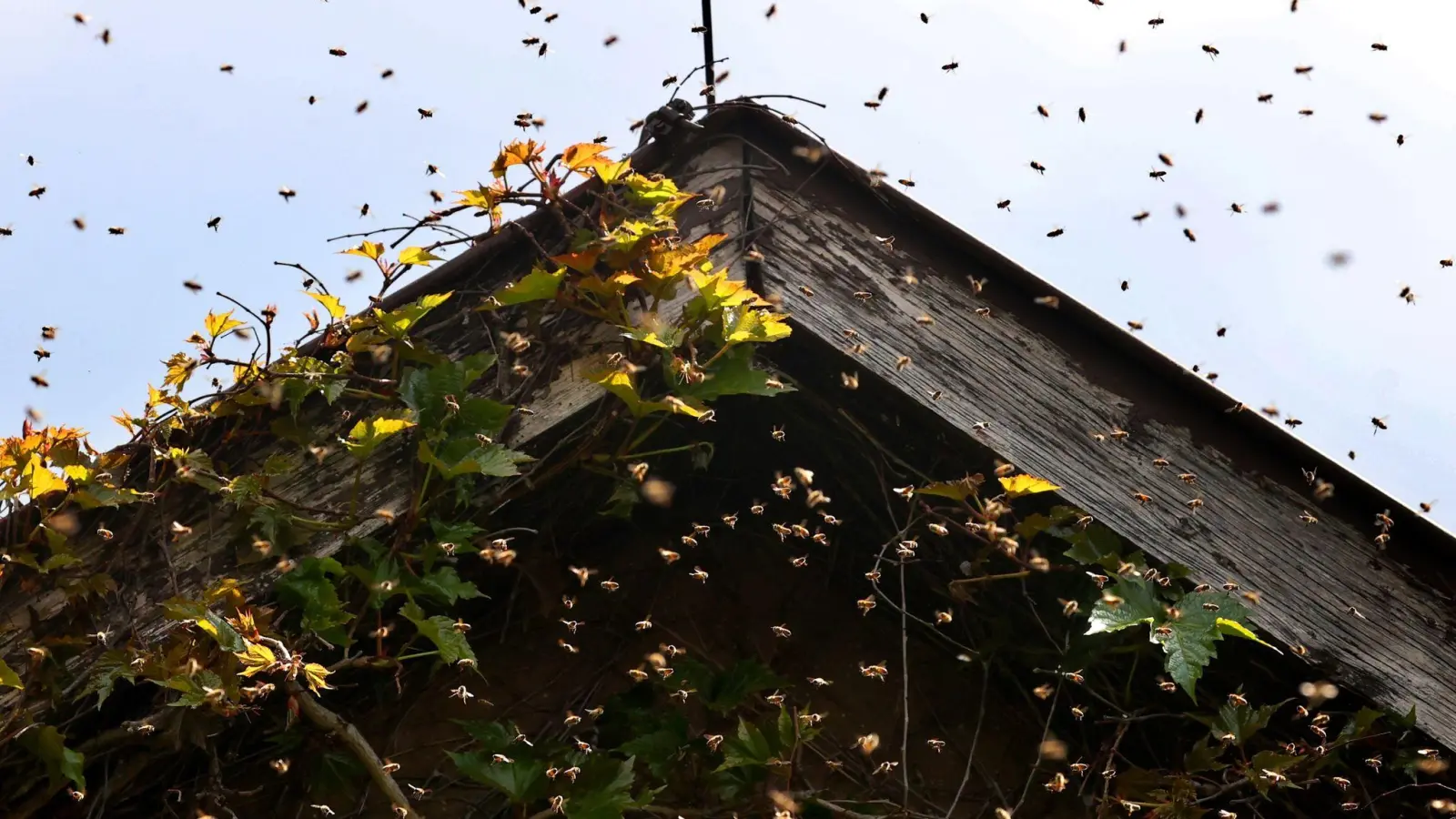 Ein Bienenschwarm umfliegt den Giebel eines Hauses. (Foto: Karl-Josef Hildenbrand/dpa/Archivbild)