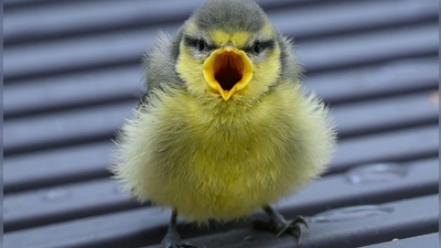 Ästlinge wie diese Blaumeise sind noch nicht flugfähig, sitzen oft am Boden, betteln laut und werden noch von den Eltern gefüttert. (Foto: Patrick Pleul/dpa/dpa-tmn)