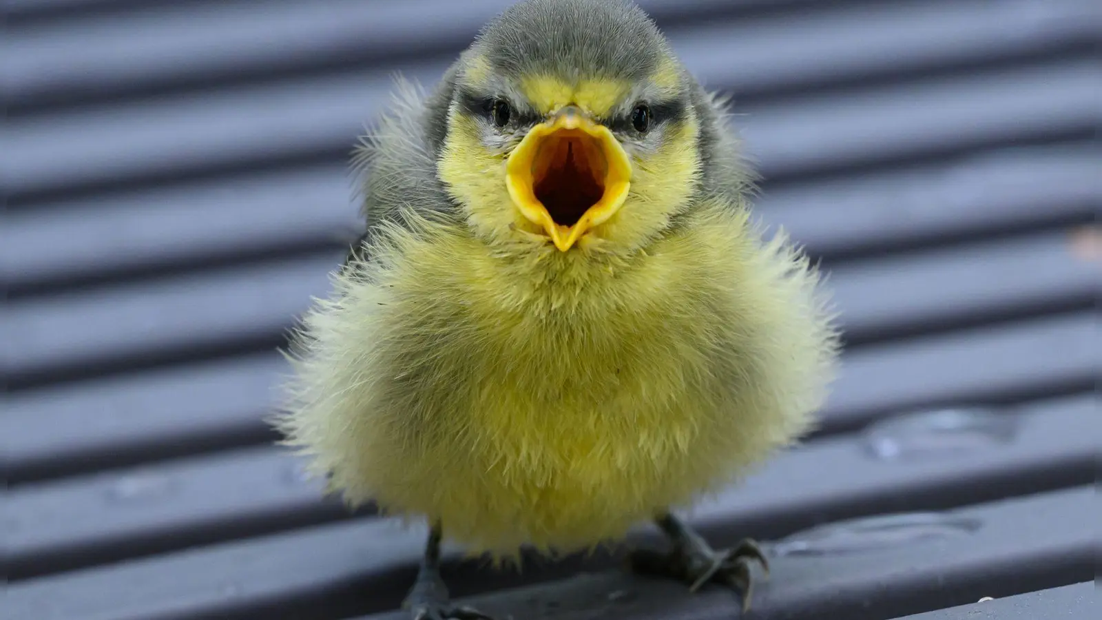 Ästlinge wie diese Blaumeise sind noch nicht flugfähig, sitzen oft am Boden, betteln laut und werden noch von den Eltern gefüttert. (Foto: Patrick Pleul/dpa/dpa-tmn)