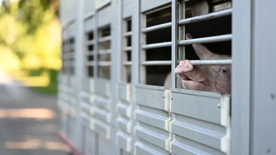 In einem schweinehaltenden Betrieb im Landkreis Emsland ist die Afrikanische Schweinepest (ASP) nachgewiesen worden. (Foto: Lars Klemmer/dpa)