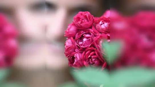 Die Kletterose 'Perennial Domino' trägt den Titel „Rose des Jahres 2022“ der Deutschen Rosengesellschaft. (Foto: Uli Deck/dpa/dpa-tmn)