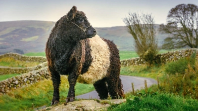 Flauschig: eine Kuh der Rasse Belted Galloway auf einer Weide in Schottland. (Foto: Damian Shields/Visit South West Scotland/dpa-tmn)