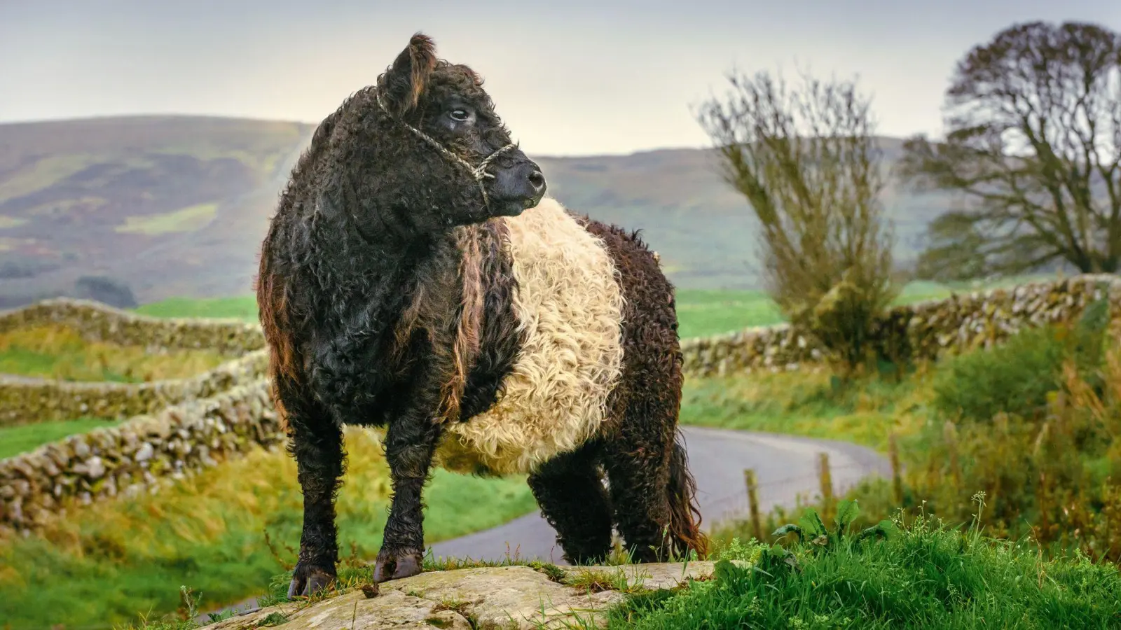 Flauschig: eine Kuh der Rasse Belted Galloway auf einer Weide in Schottland. (Foto: Damian Shields/Visit South West Scotland/dpa-tmn)