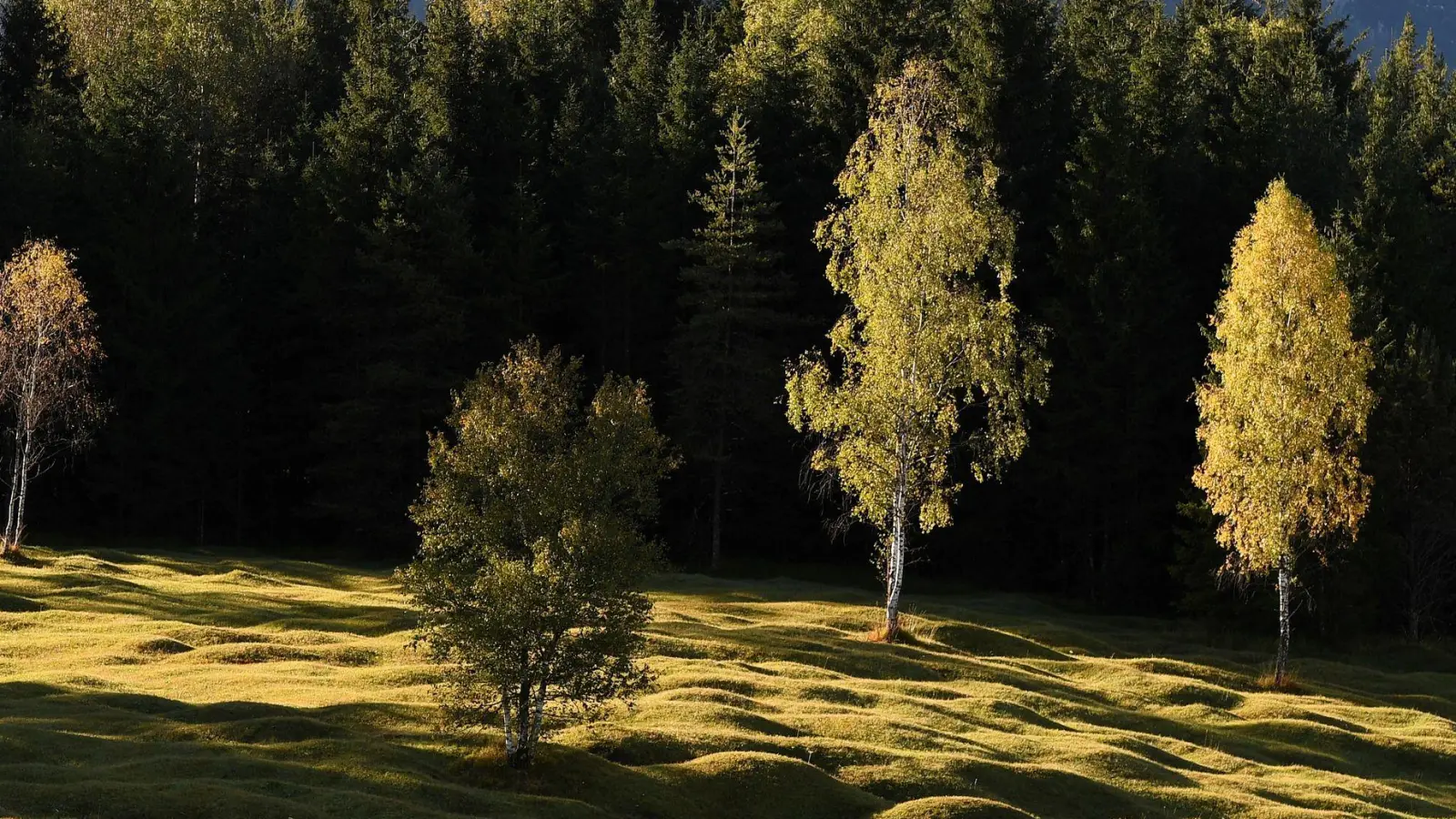 Buckelwiesen bei Garmisch könnten Welterbe werden. (Archivfoto)  (Foto: Angelika Warmuth/dpa)