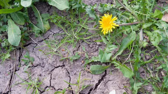 Die meisten Pflanzen kämen noch ganz gut zurecht mit der Rest-Feuchte im Boden, sagt ein Meterologe. Wenn es bis Ende Mai nicht regne, könne sich das aber ändern. (Foto: Viola Lopes/dpa)
