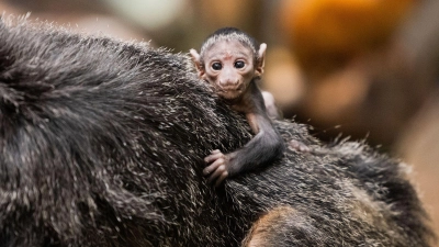 Das Weißkopfsaki-Baby Mana krallt sich im Fell seiner Mutter fest. (Foto: Rolf Vennenbernd/dpa)