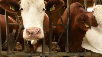 Der Besitzer bringt die Kuh schließlich in ihren Stall zurück. (Symbolbild) (Foto: Angelika Warmuth/dpa)