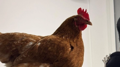 Das Huhn Henrietta auf einem Foto der Bundespolizei.  (Foto: -/Bundespolizeiinspektion München/dpa)