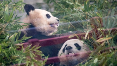 Die Pandas Paule (l) und Pit sitzen während der  Abschiedszeremonie in ihrem Gehege. (Foto: Sebastian Gollnow/dpa)