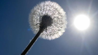 Sonne satt ist für die kommenden Tage in Bayern angekündigt. (Archivbild) (Foto: Stefan Puchner/dpa)