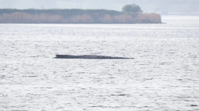 Das Konzept einer privaten Initiative soll nun den Wal retten. (Foto: Philip Dulian/dpa)