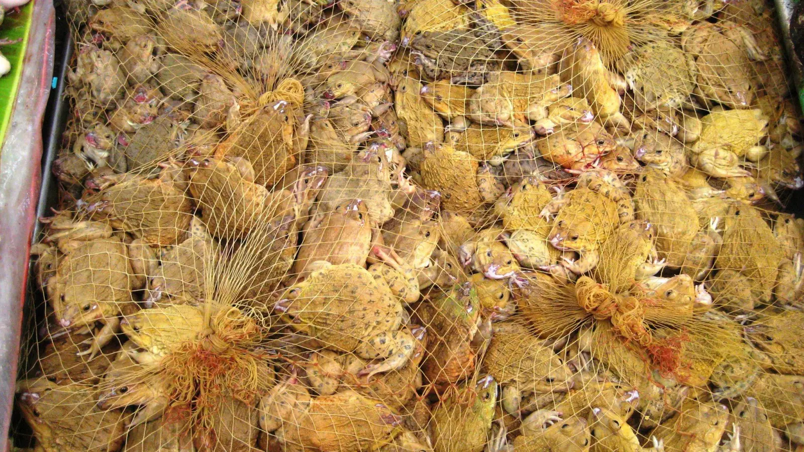 Die undatierte Aufnahme von gesammelten Fröschen in Netzen. (Foto: -/Pro Wildlife/dpa)