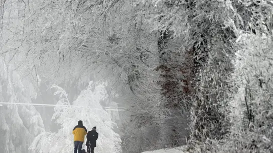 Schnee liegt auf den Ästen der Bäume auf dem Weißen Stein in der Eifel. In der Nacht zu Freitag herrscht laut DWD-Prognose im Bergland weiter Glättegefahr durch Schneefall. (Foto: Federico Gambarini/dpa)