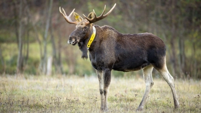 Ein aus Polen stammender Elch wurde wiederholt auch in Brandenburg gesehen. 2018 wurde dem Elch ein gelbes Sendehalsband angelegt, um seine Routen zu dokumentieren. (Archivbild/Illustration) (Foto: Ingolf König-Jablonski/dpa-Zentralbild/ZB)