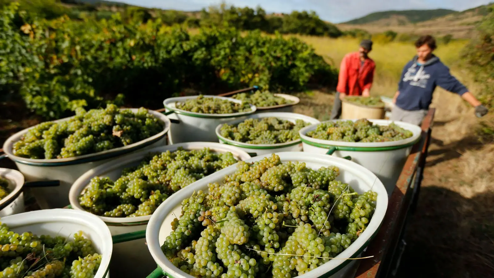 Weinlese von Bio-Trauben in Octon im Süden Frankreichs. Wegen der Hitze, musste nun früher als gewöhnlich mit der Weinlese begonnen werden. (Foto: Guillaume Horcajuelo/EPA/dpa)