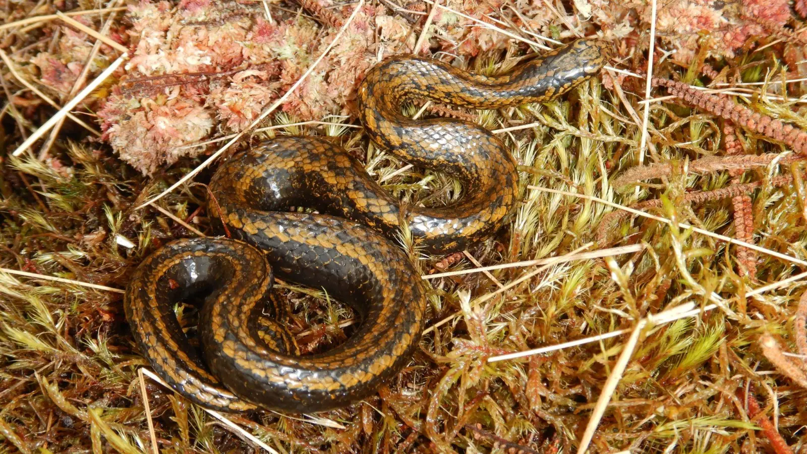 Die vor kurzem in Peru entdeckte Schlangenart heißt jetzt Tachymenoides harrisonfordi. (Foto: Edgar Lehr/DGHT/dpa)