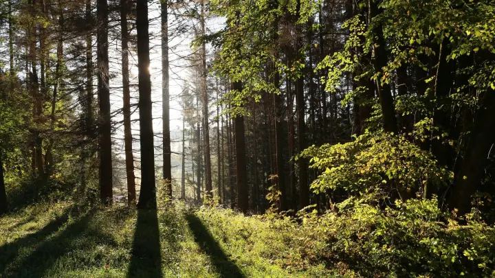 Die Sonne scheint in einem Wald zwischen Bäumen hindurch. (Foto: Matthias Bein/dpa-Zentralbild/ZB/Symbolbild)