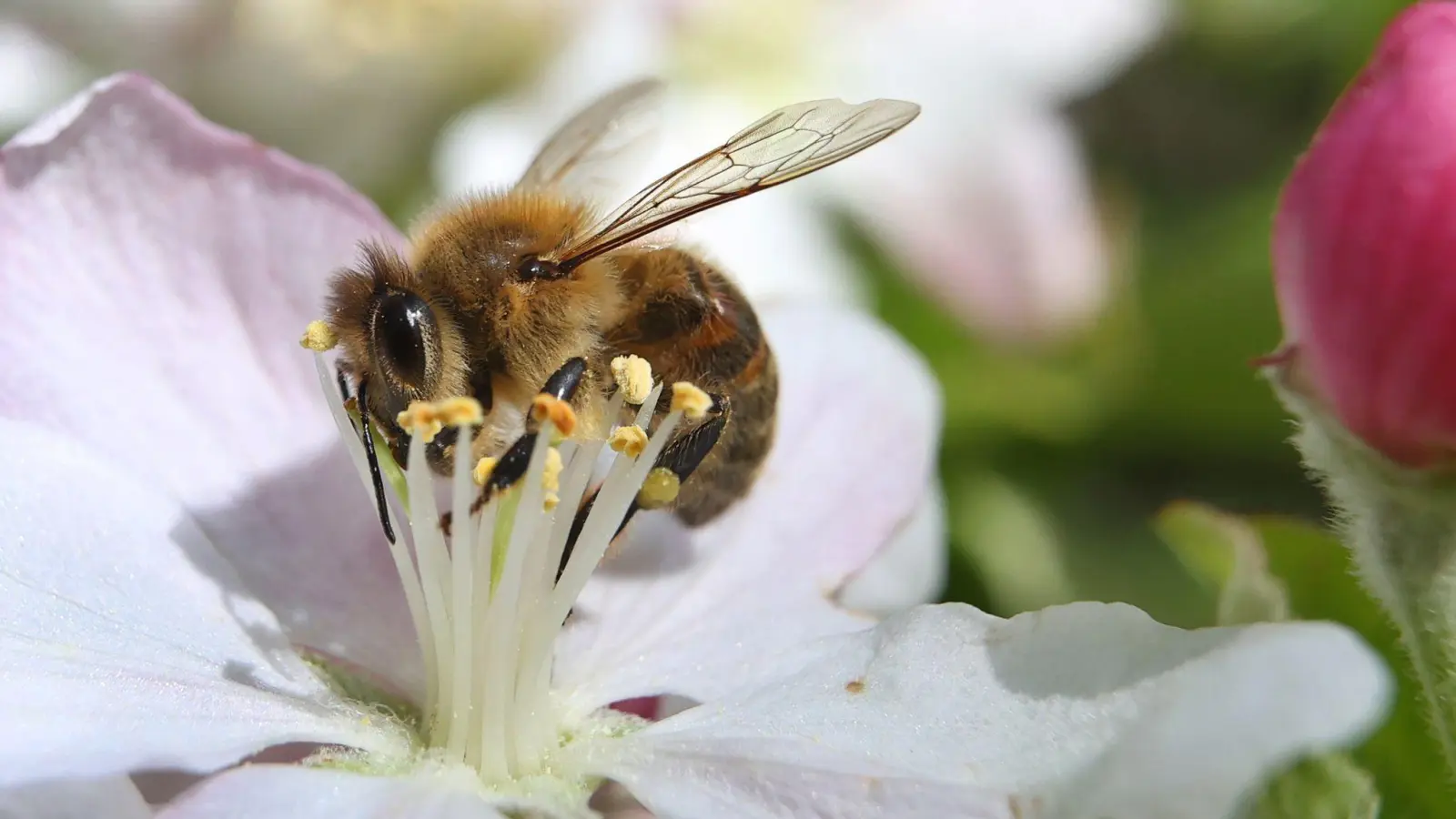 Eine mit Pollen behangene Biene sammelt in einem Apfelbaum den Nektar. Viele Wildbienenarten sind gefährden. (Foto: Karl-Josef Hildenbrand/dpa)
