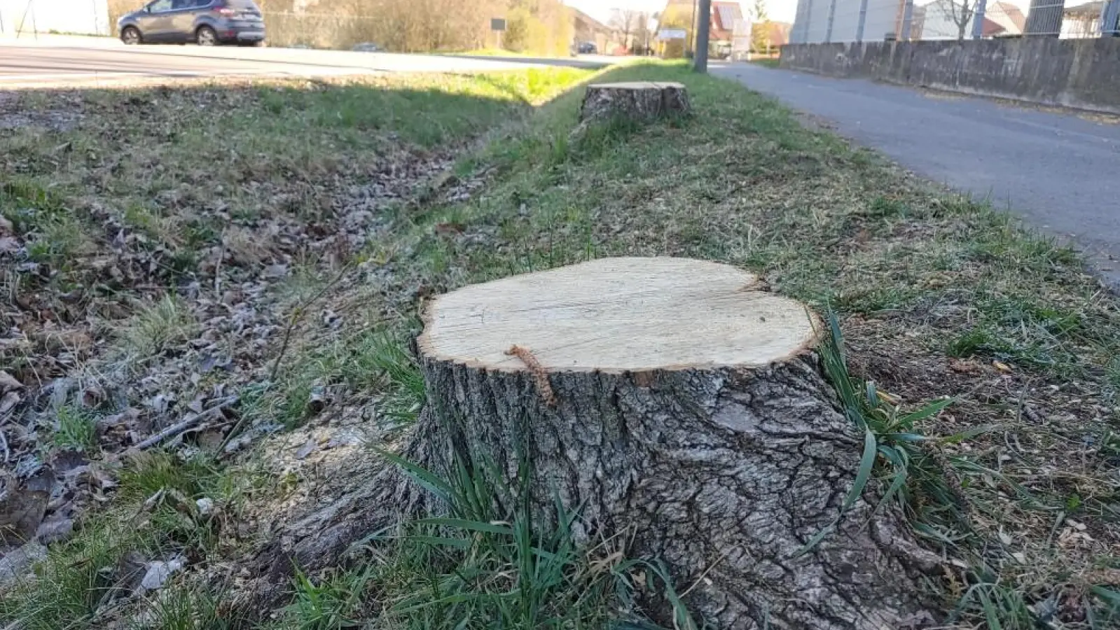 Zwischen Bad Windsheim und dem Ortsteil Külsheim wurden Bäume für eine Baumaßnahme gefällt. (Foto: Anna Franck)